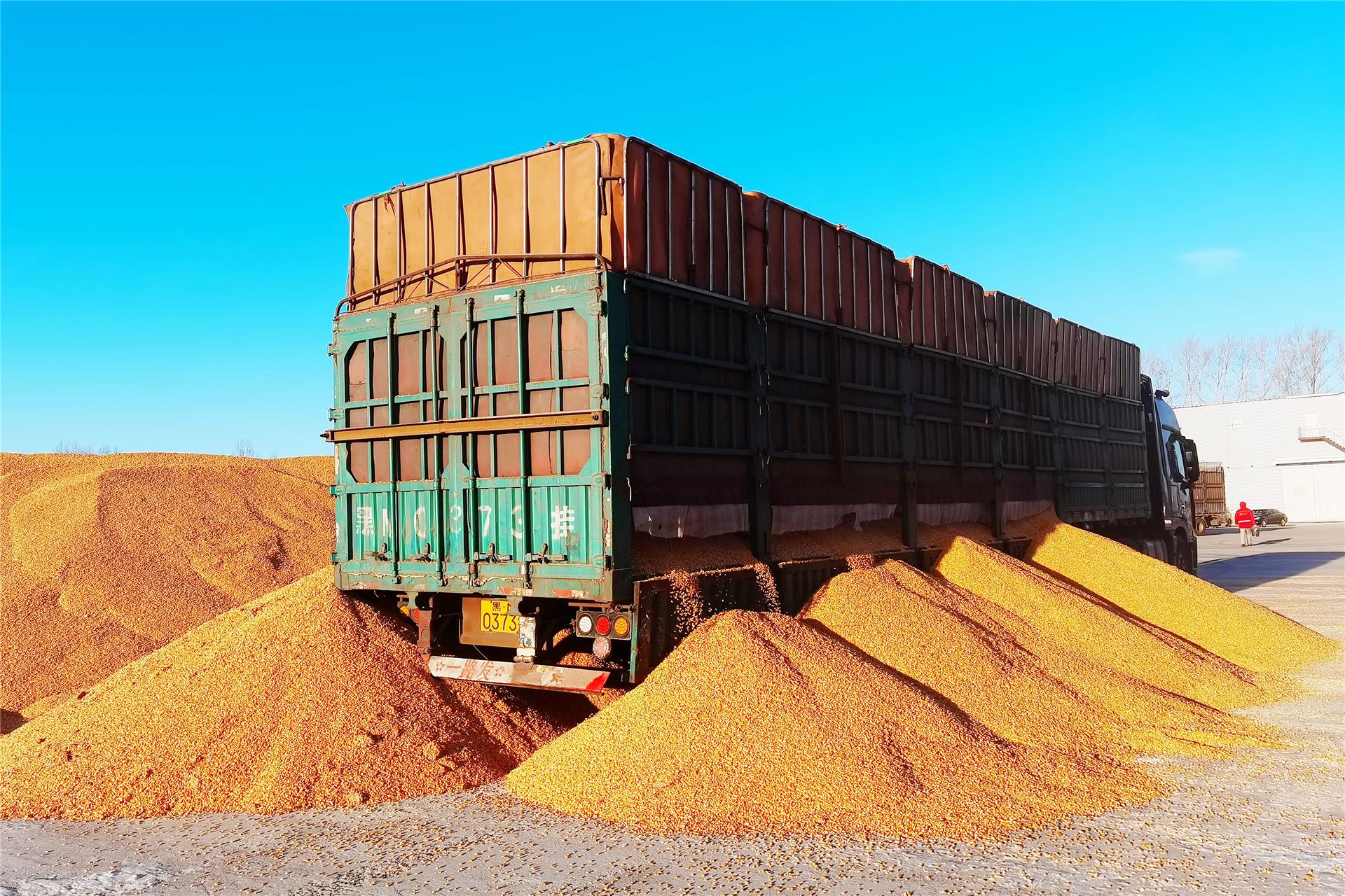 阿荣旗:"粮"辰美景迎丰收 颗粒归仓护粮安